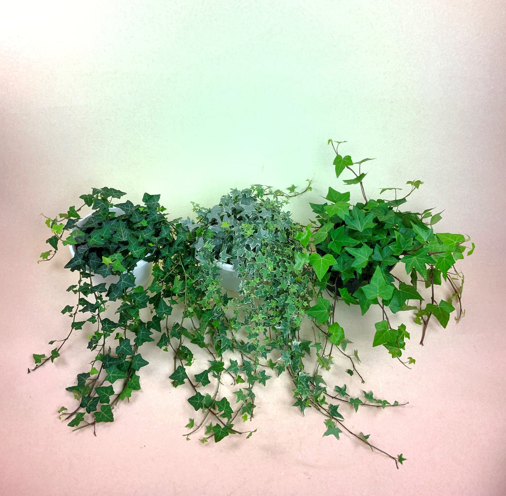 English Ivy