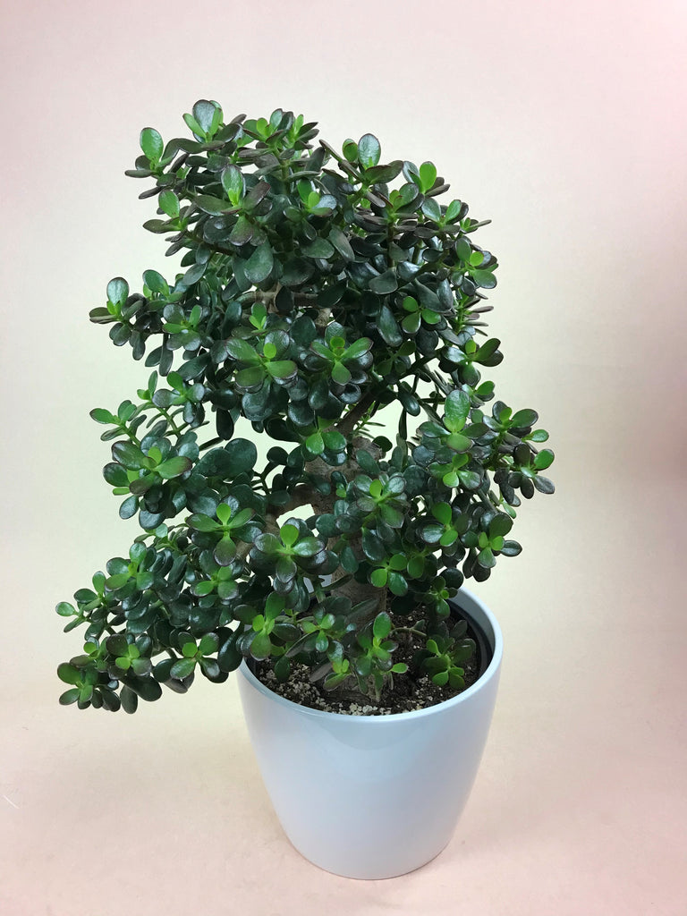 Jade Specimen