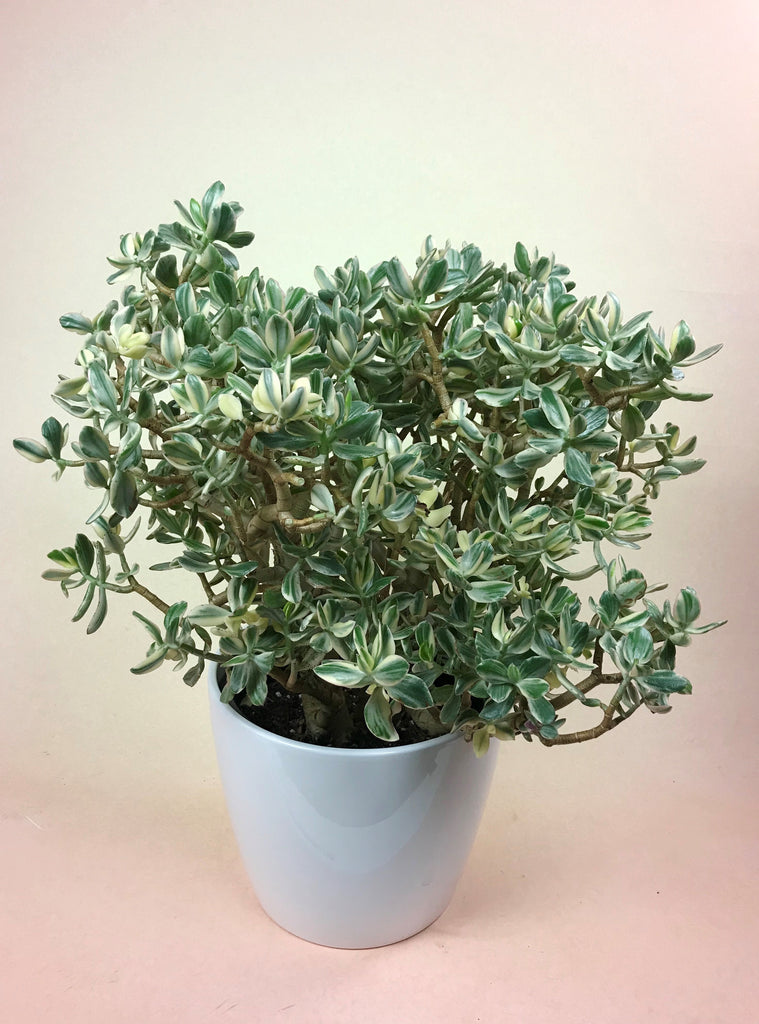 Variegated Jade