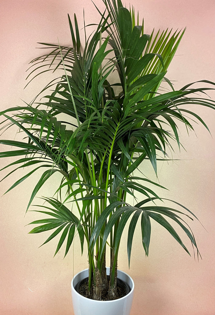 Kentia Palm