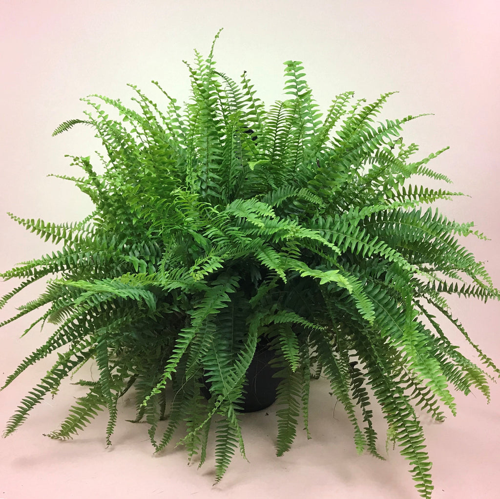 Boston Fern