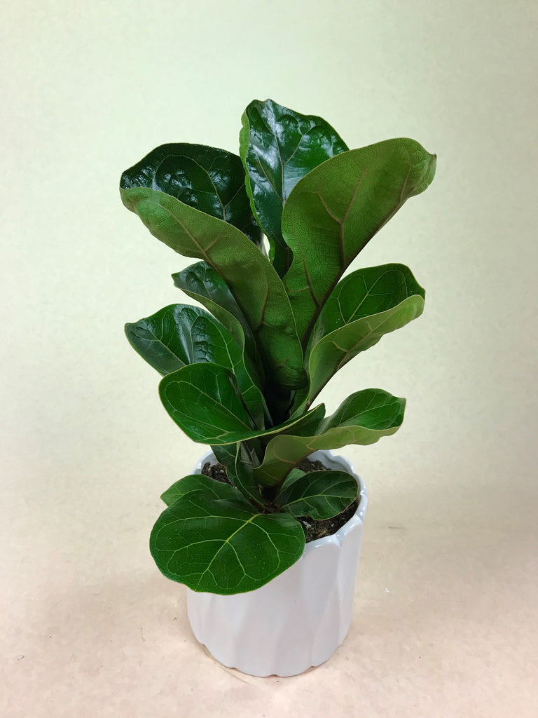Ficus Lyrata (Fiddle Leaf Fig)