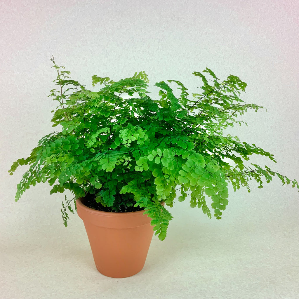 Maidenhair Fern