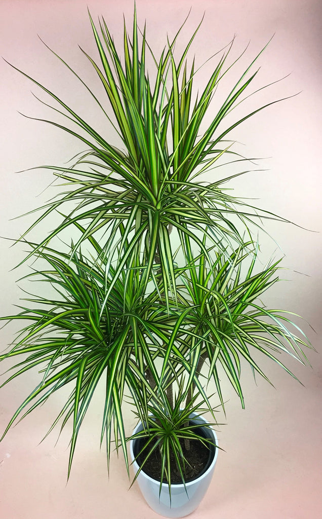 Dracaena Marginata Kiwi
