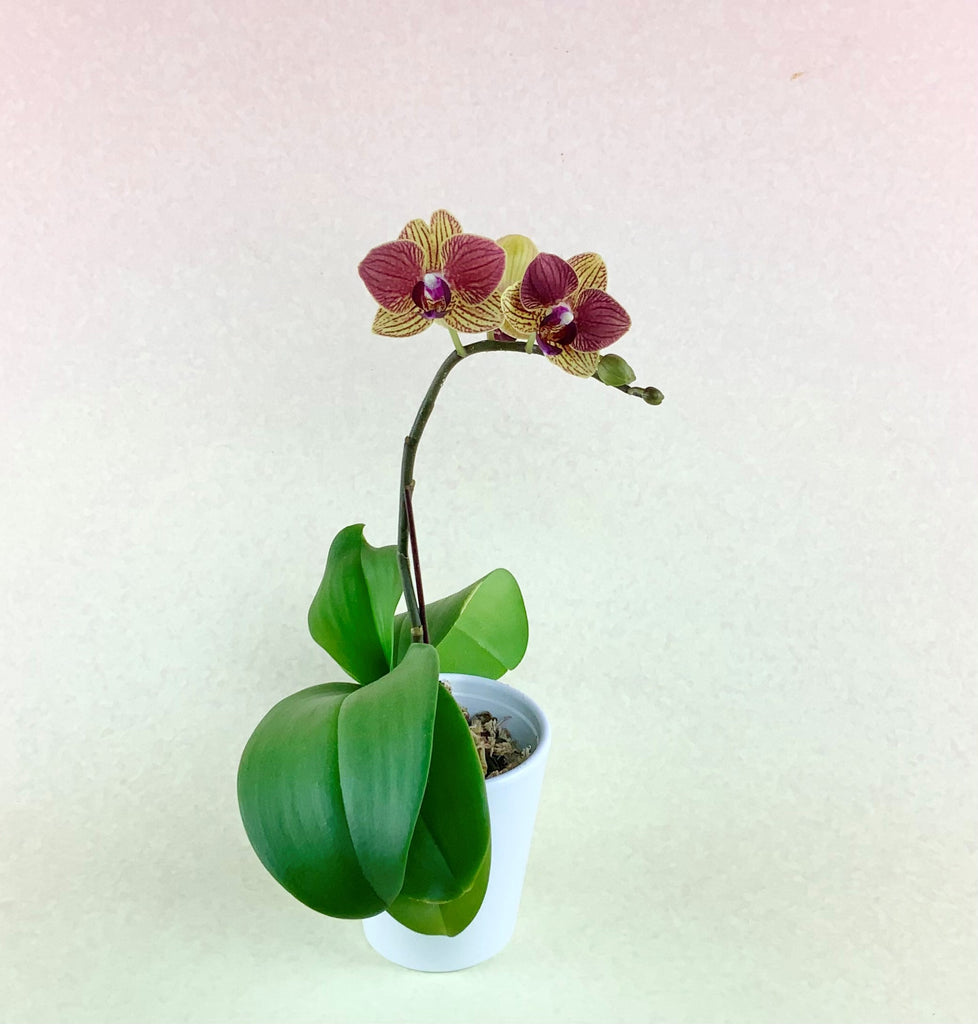 Mini Orchid