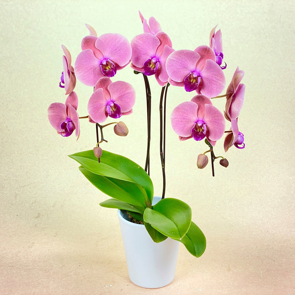 Double Orchid - Salmon