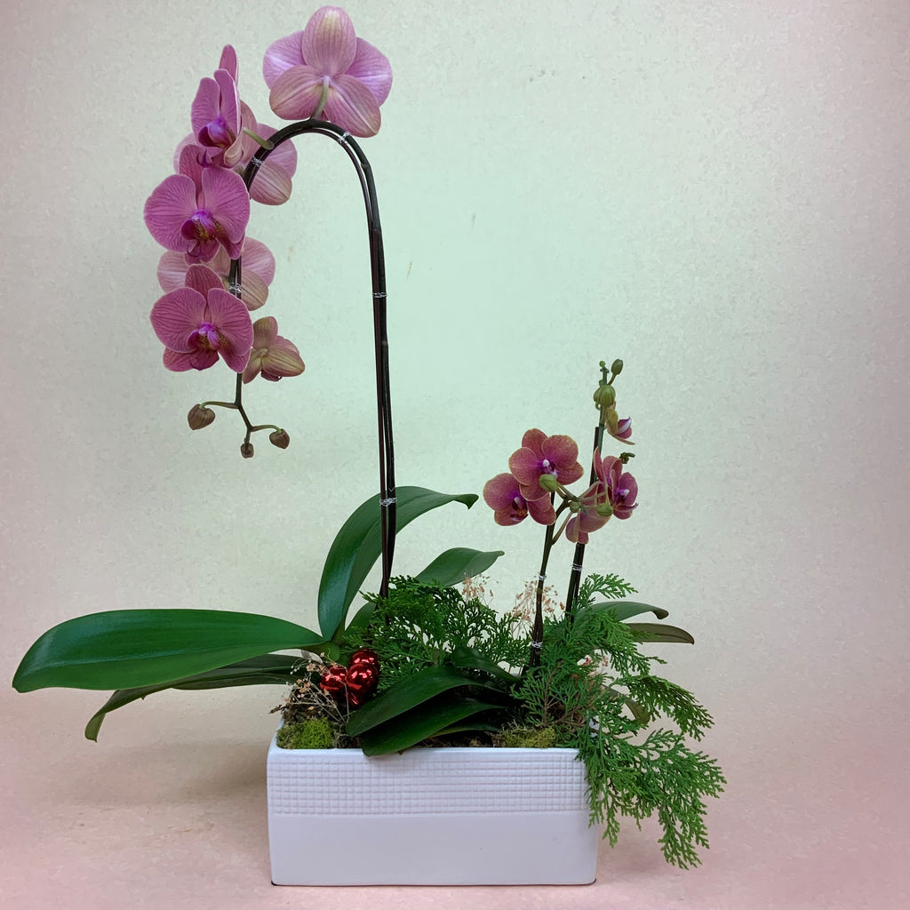 Holly Jolly Orchid Planter