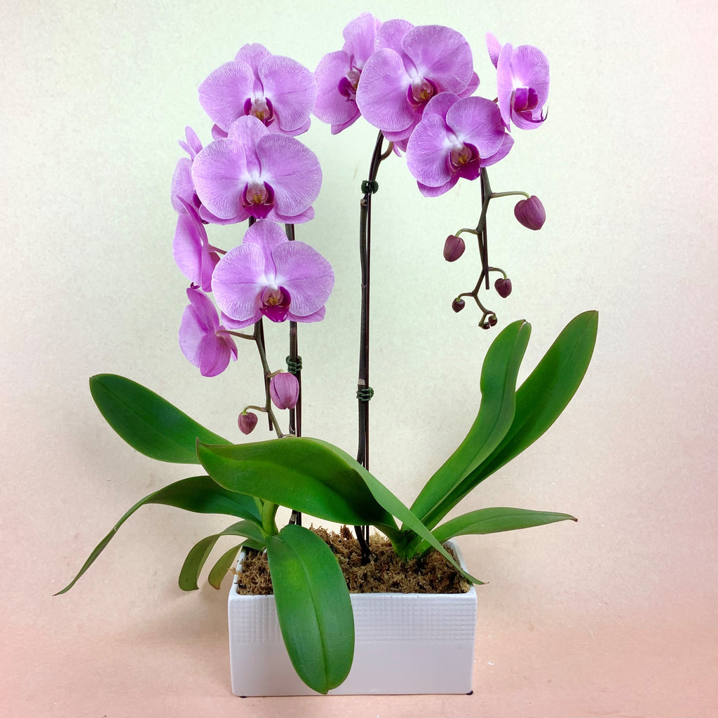 Orchid Planter - Pink