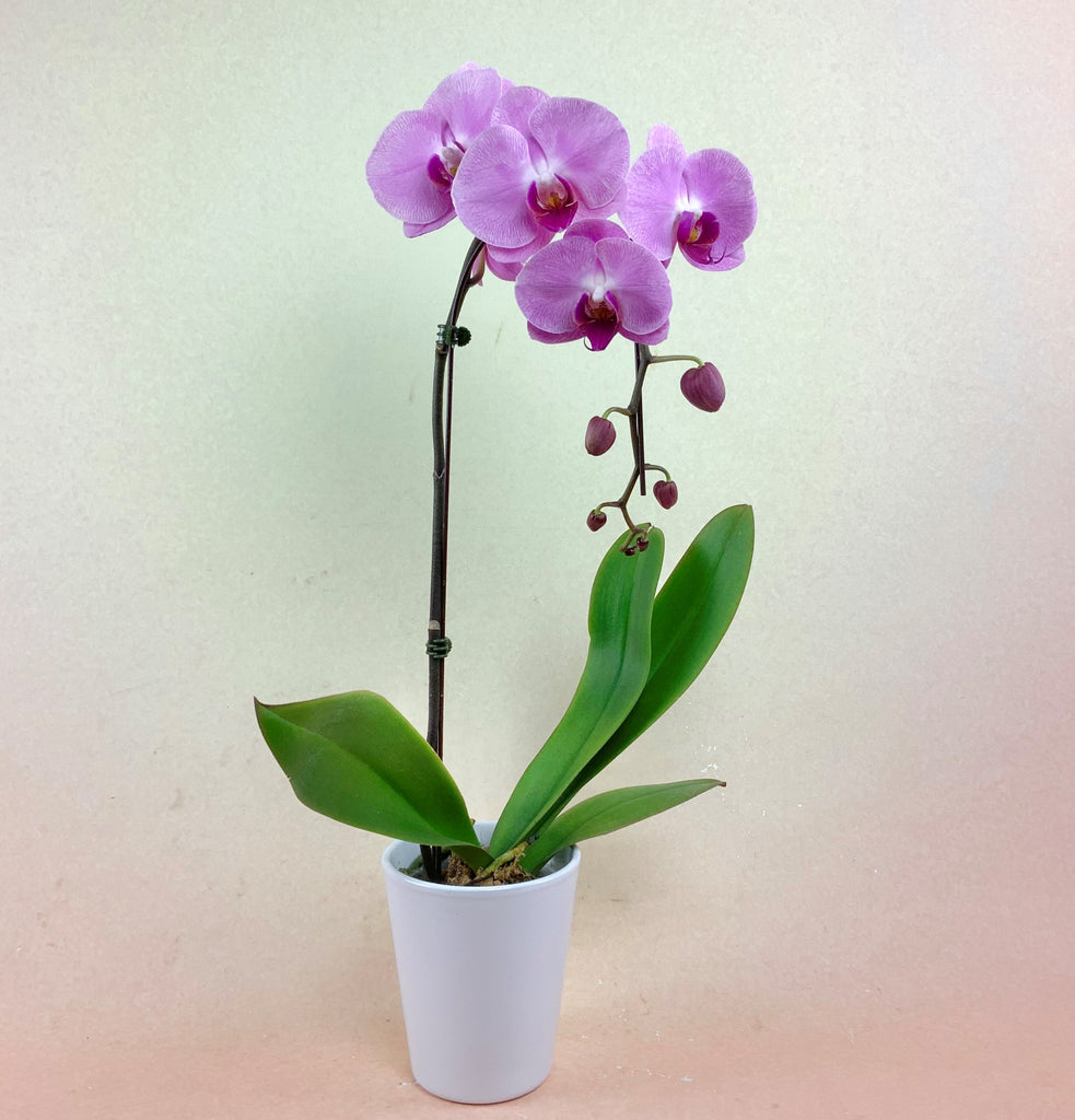 Single Orchid - Pink