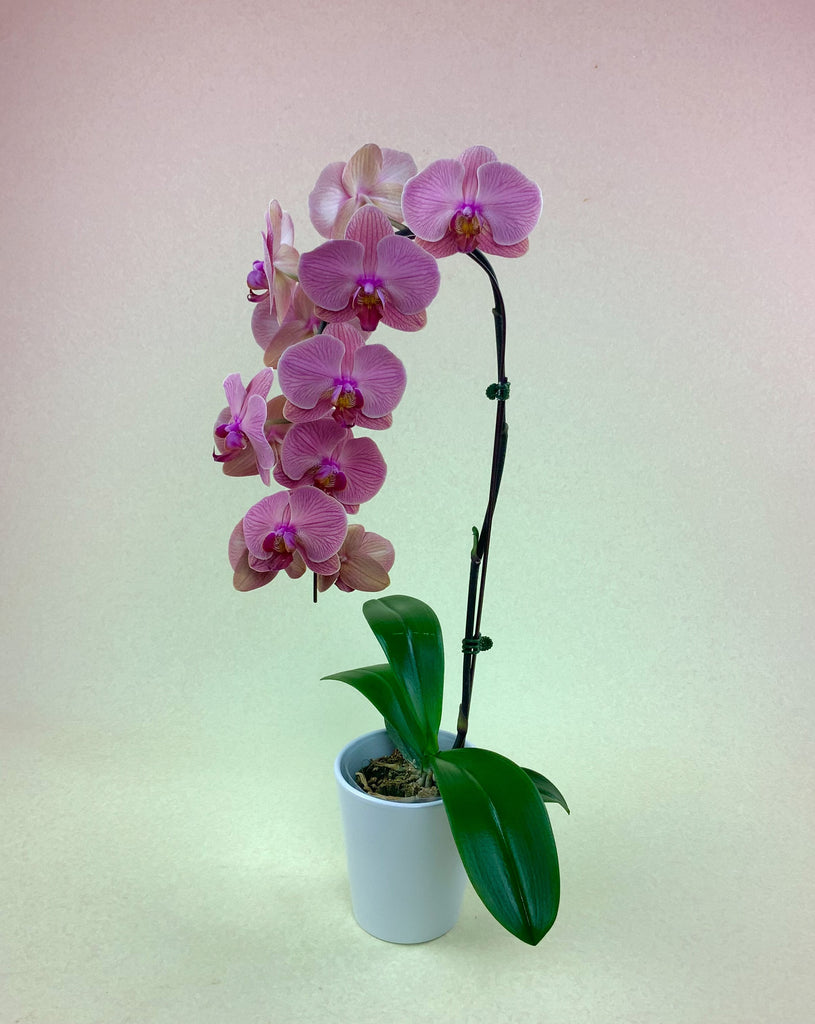 Dusty Pink Phalaenopsis Orchid