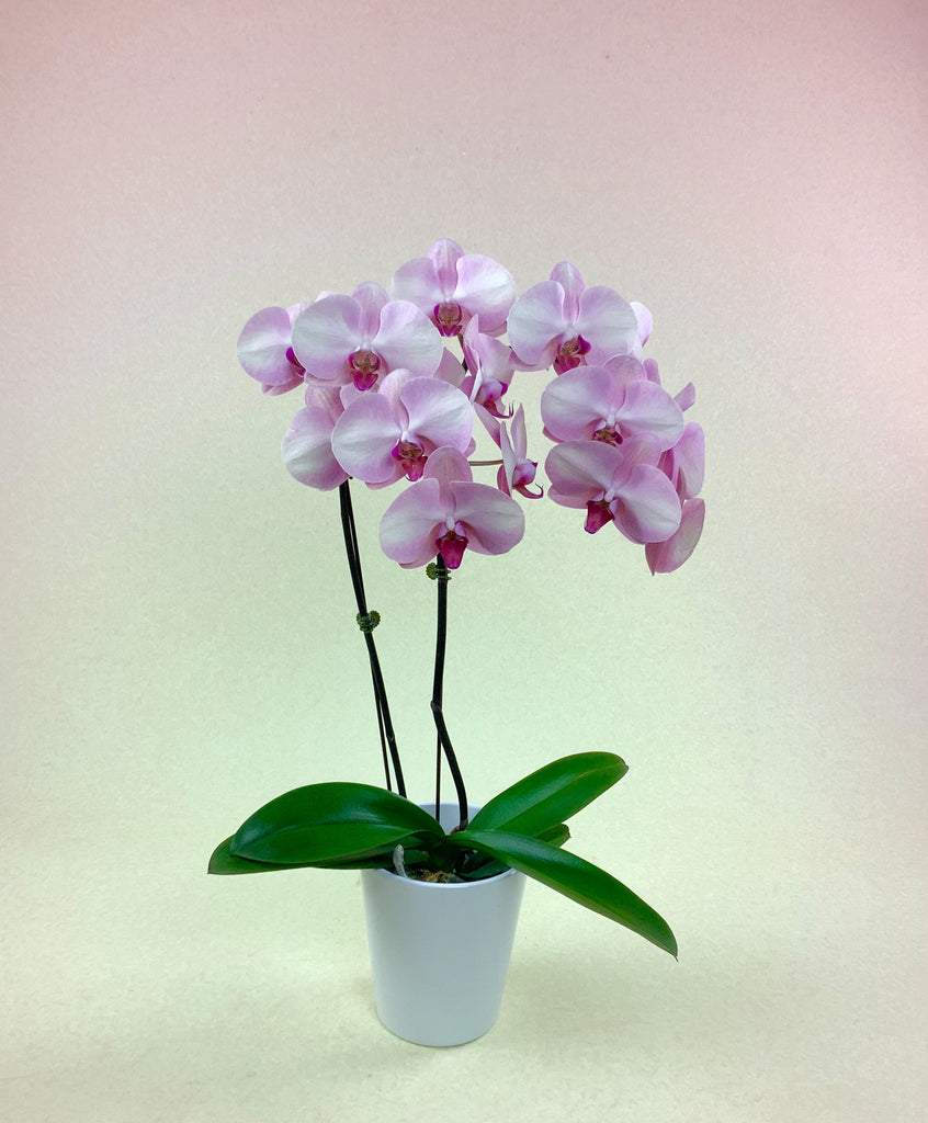 Soft Pink Phalaenopsis Orchid