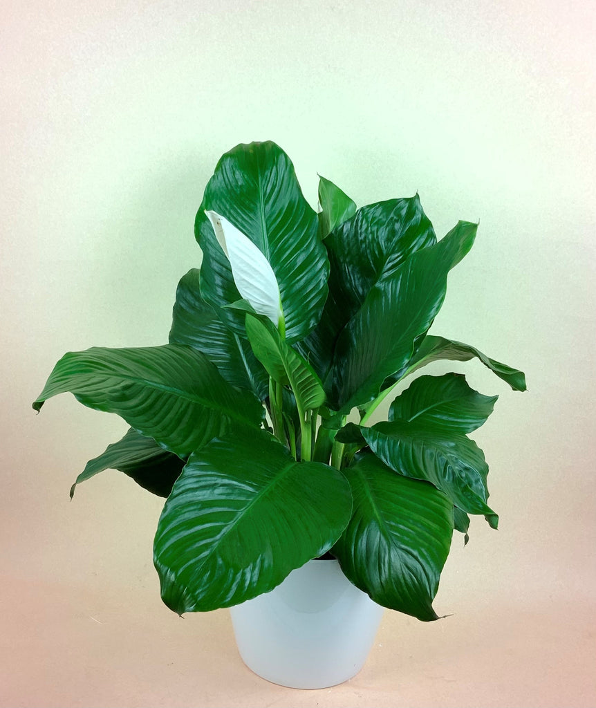 Peace Lily "Sensation"
