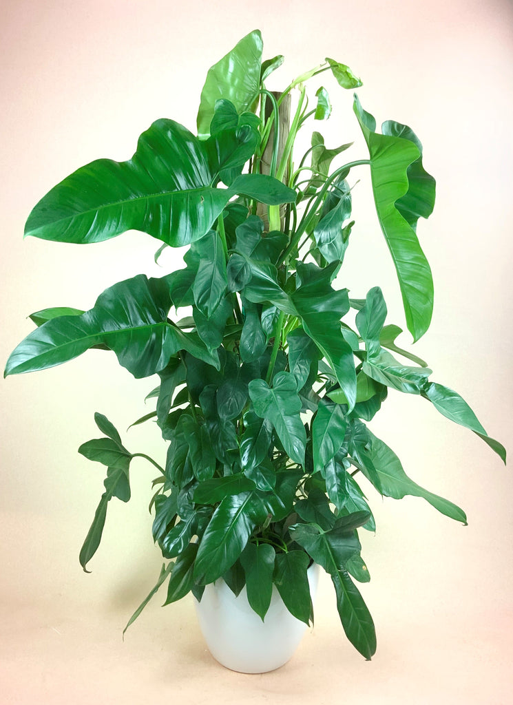 Philodendron Fiddle Leaf Totem