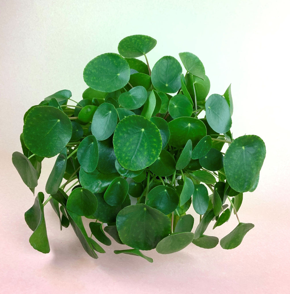 Pilea
