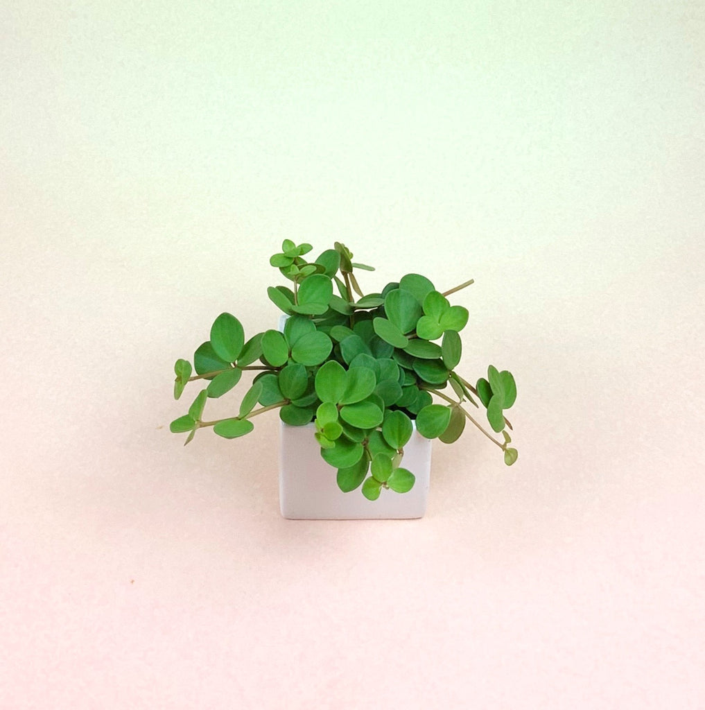 Peperomia Hope