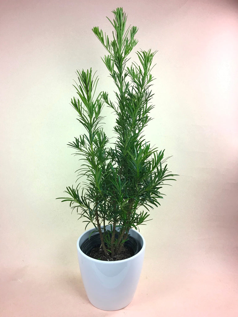 Podocarpus