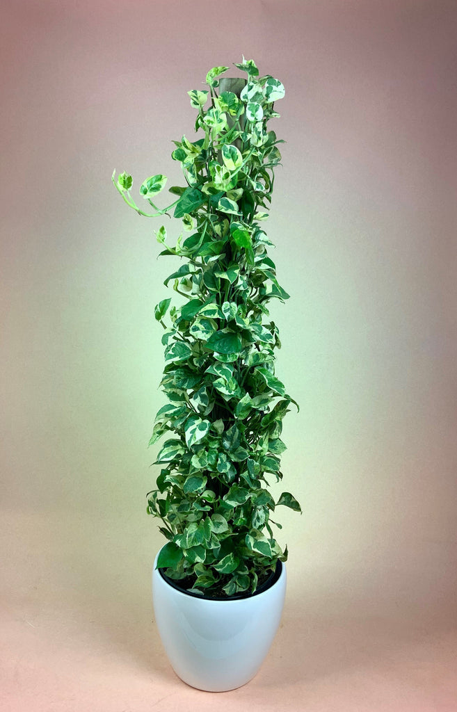 Pothos Pearl and Jade Totem