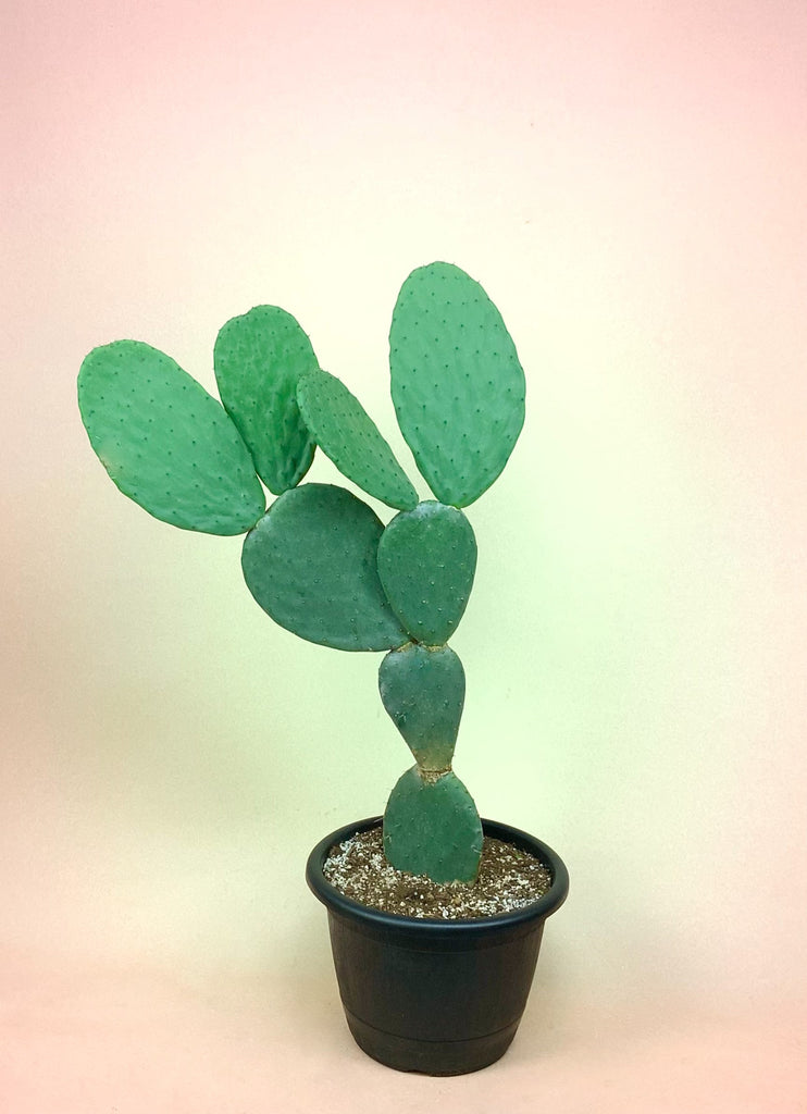 Spineless Prickly Pear Cactus