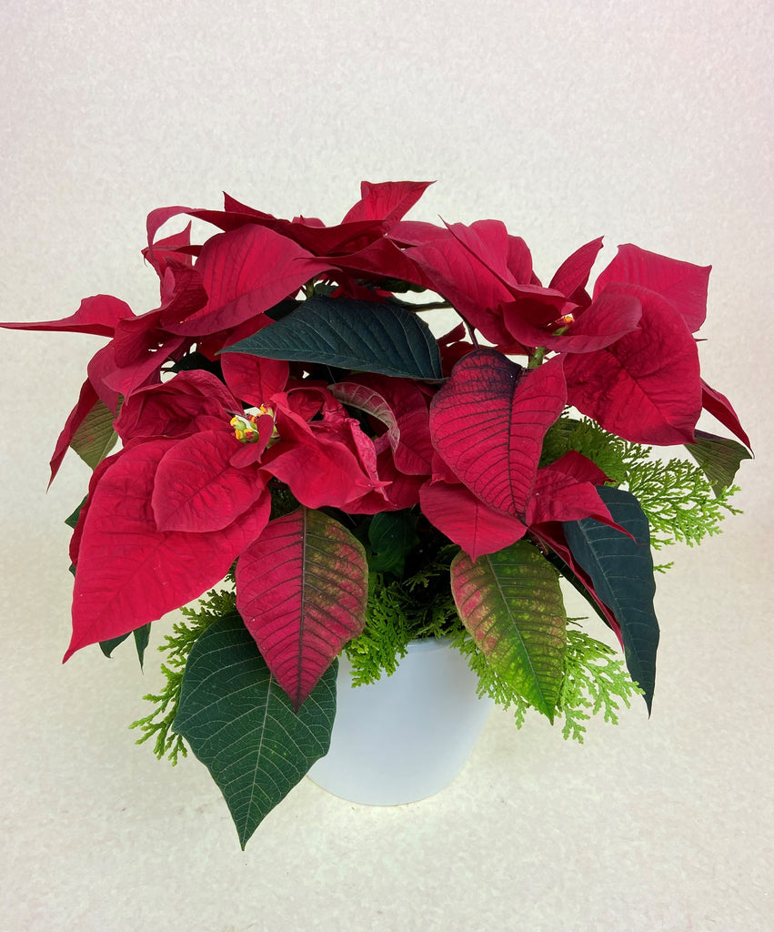 Ruby Red Poinsettia