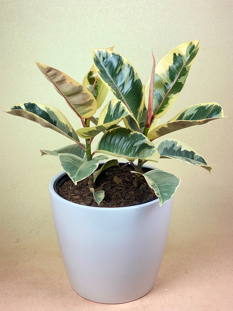 Ficus Rubber Tineke