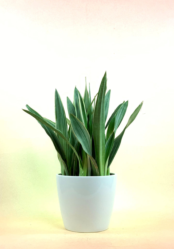 Sansevieria Sayuri
