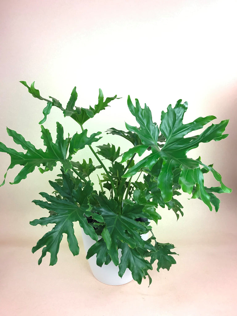 Philodendron Selloum