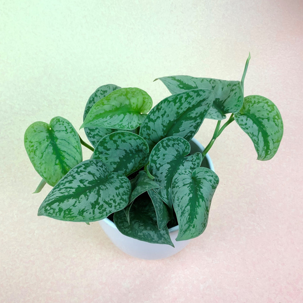 Silver Satin Pothos