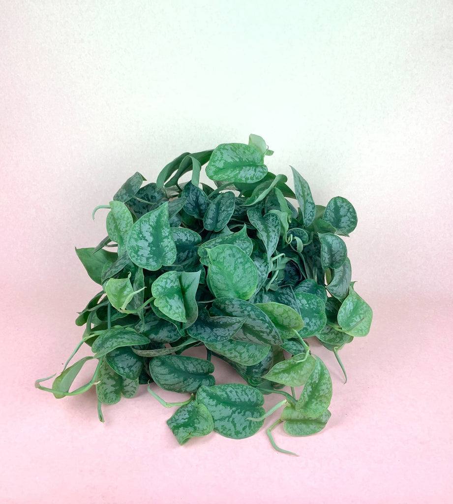 Silver Satin Pothos