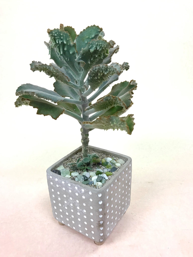 Kalanchoe