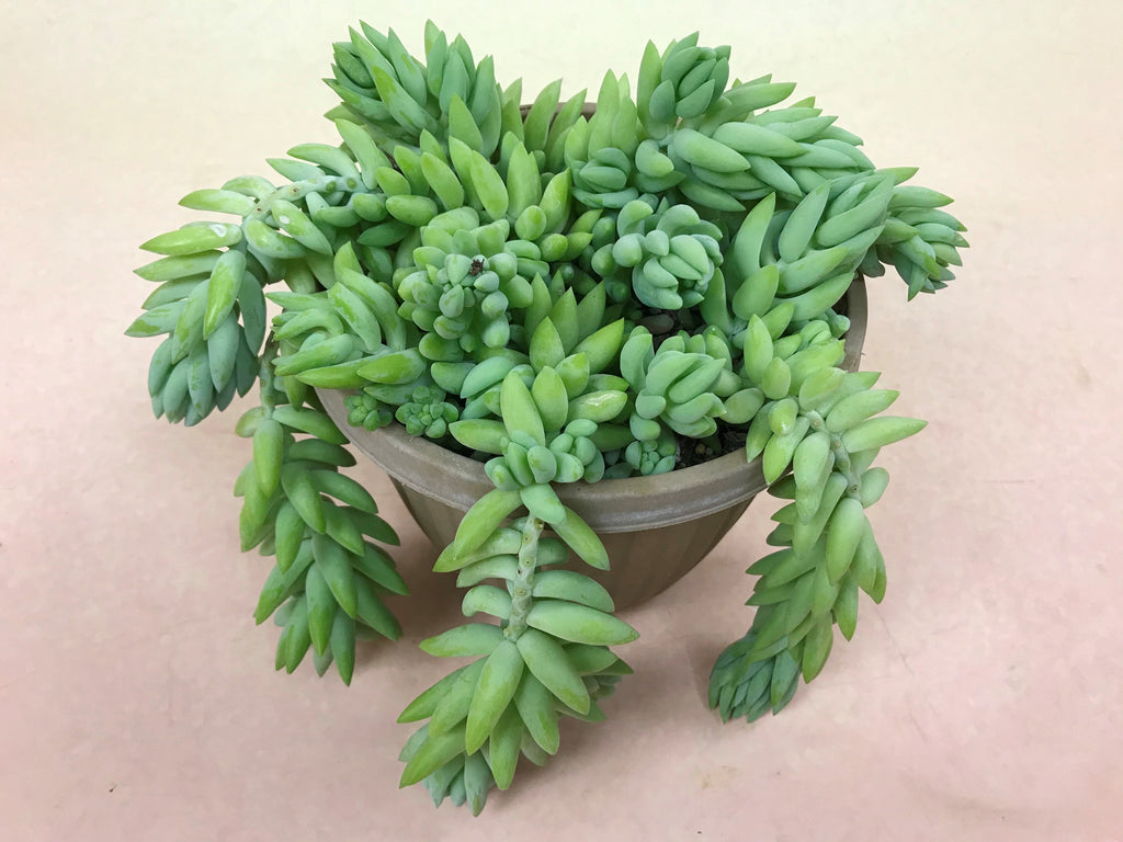 Burro’s Tail