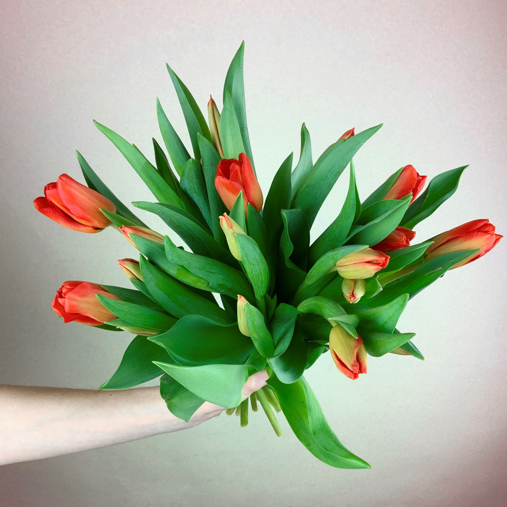 Tulip Special - Orange