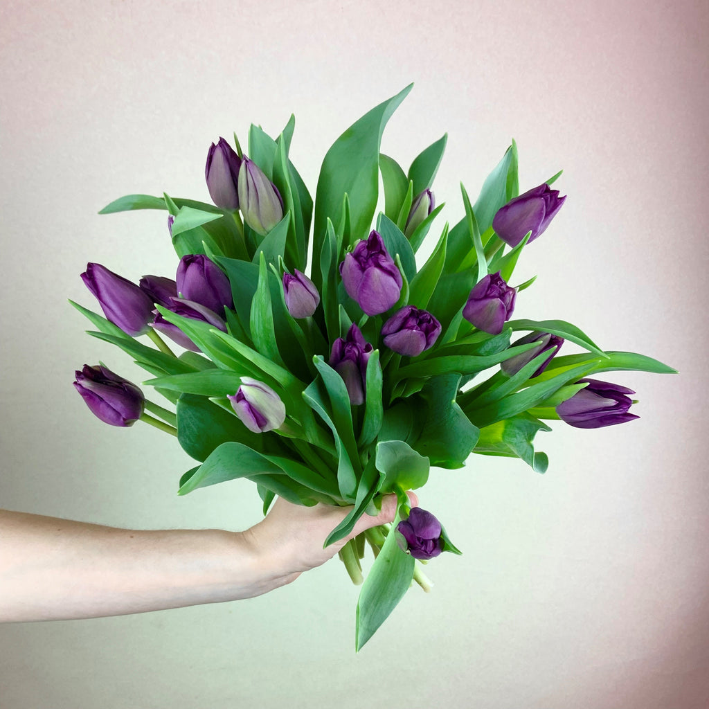 Tulip Special - Purple