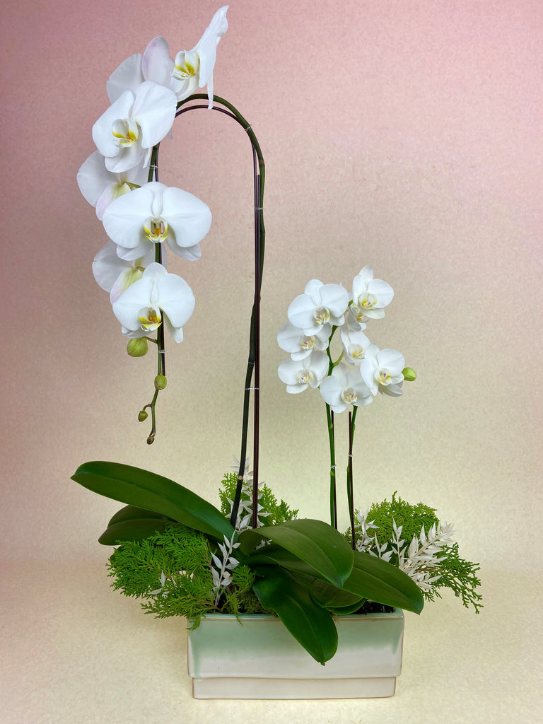 Winter Wonder Orchid Planter