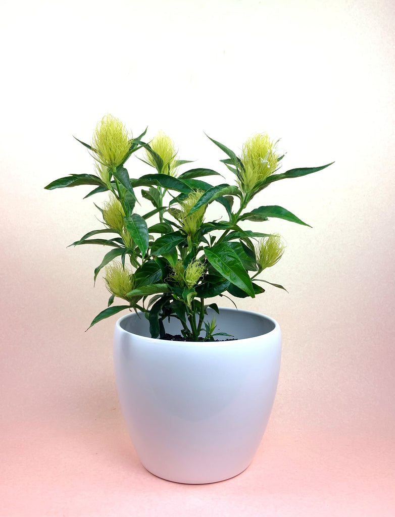 Golden Plume "Yellow Dancer"